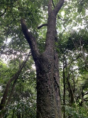 Diospyros morrisiana