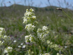 Galium lucidum