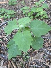 Physalis cinerascens