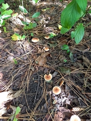Marasmiineae