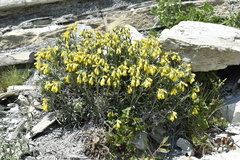 Onosma taurica