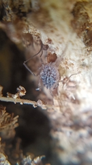 Homalenotus quadridentatus