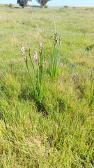 Wurmbea stricta