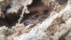 Homalenotus quadridentatus