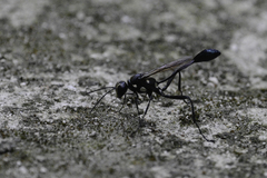 Eremnophila