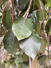 Fagus