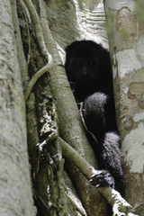 Alouatta pigra