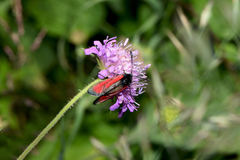 Zygaena