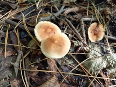 Marasmiineae