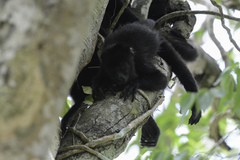 Alouatta pigra