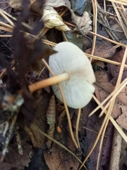 Marasmiineae