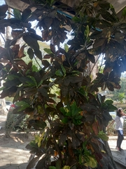 Codiaeum variegatum