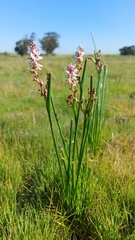 Wurmbea stricta