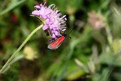 Zygaena