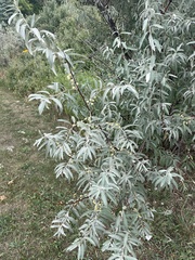 Elaeagnus angustifolia