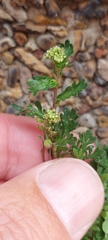 Lepidium bipinnatifidum