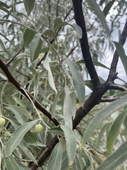 Elaeagnus angustifolia