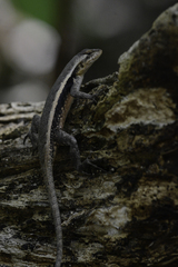 Sceloporus chrysostictus