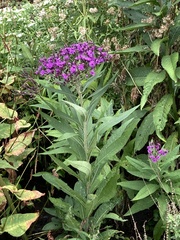 Vernonia