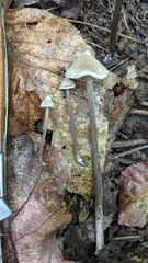 Entoloma conicum