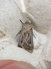 Agrotis gladiaria