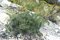 Seseli ponticum