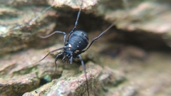 Nemastoma bimaculatum