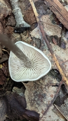 Entoloma conicum