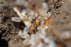 Tetramorium tsushimae