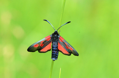 Zygaena