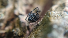 Nemastoma bimaculatum