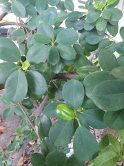 Ficus microcarpa latifolia