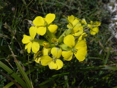 Erysimum pseudorhaeticum