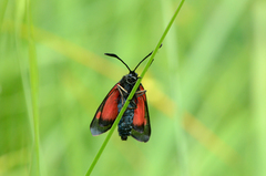 Zygaena