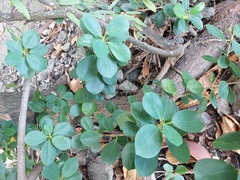 Ficus microcarpa latifolia