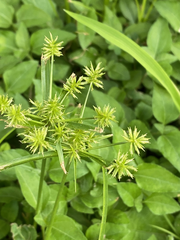 Cyperus croceus