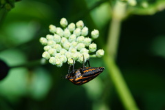 Graphosoma rubrolineatum