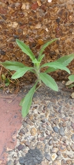 Erigeron