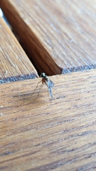 Tabanomorpha