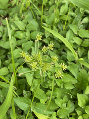 Cyperus croceus