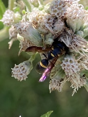 Parancistrocerus