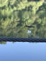 Tetragnatha laboriosa