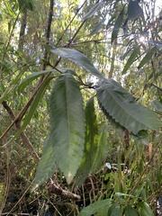 Caldcluvia paniculata