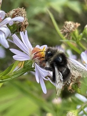 Bombus lapidarius