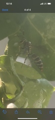 Polistes exclamans