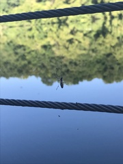 Tetragnatha laboriosa