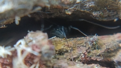 Nemastoma bimaculatum