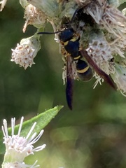 Parancistrocerus