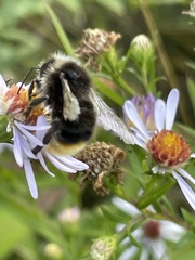 Bombus lapidarius