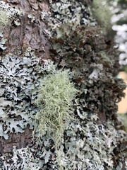 Usnea subfloridana